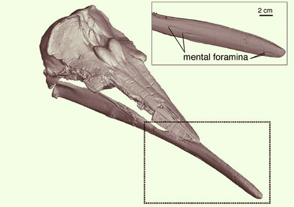 Semirostrum ceruttii下颌骨化石