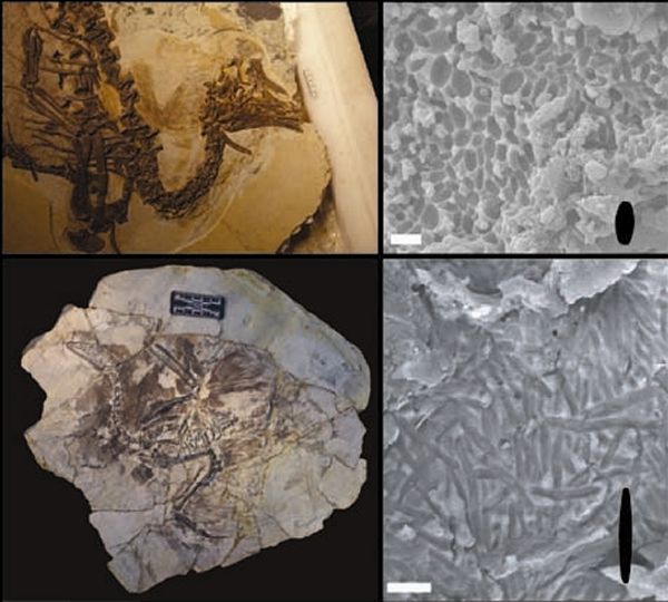 原始兽脚类恐龙和古鸟类的黑素体