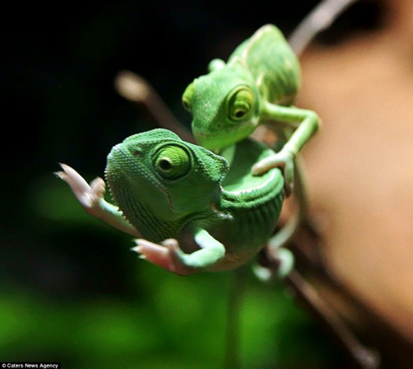 一对变色龙树枝上表演《泰坦尼克号》经典镜头