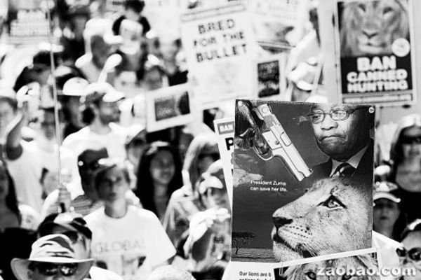 南非保护野生动物人士走上街头对一种被称为“困猎”的商业性猎杀狮子活动表示抗议