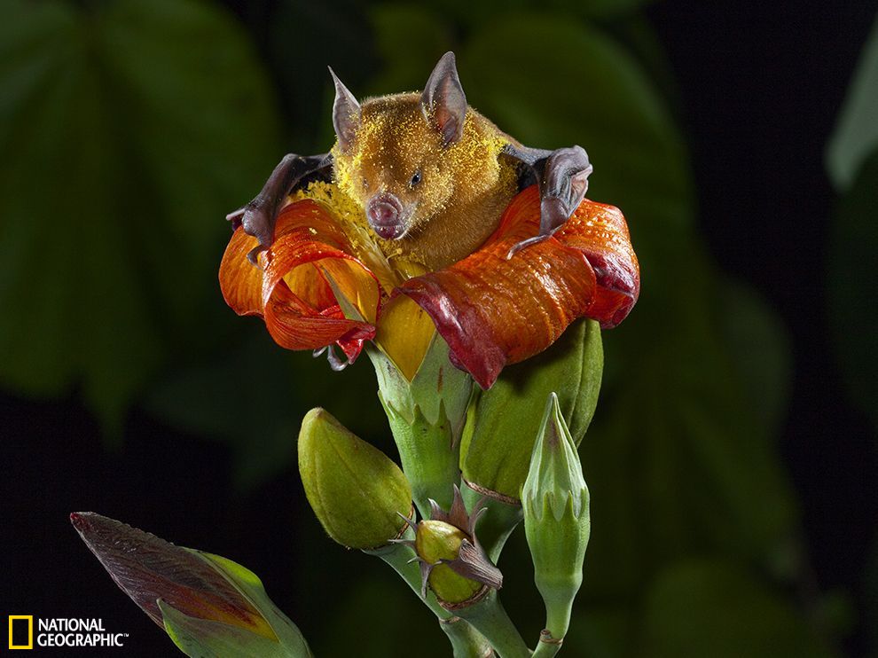 古巴花蝠爬上高红槿