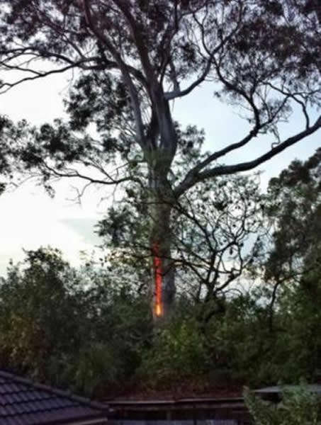 澳洲桉树遭虫蛀居然流血
