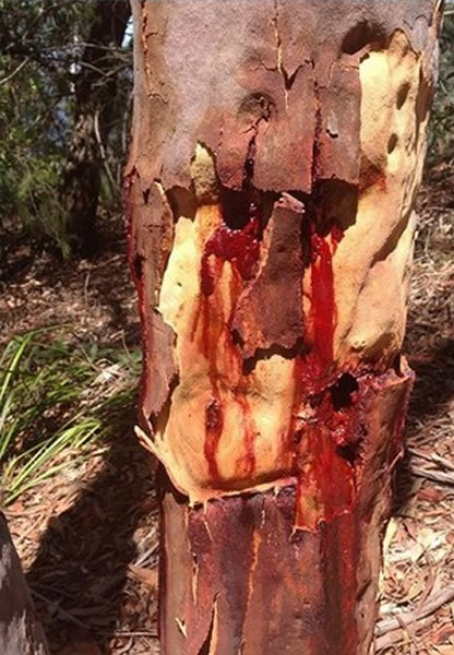 澳洲桉树遭虫蛀居然流血