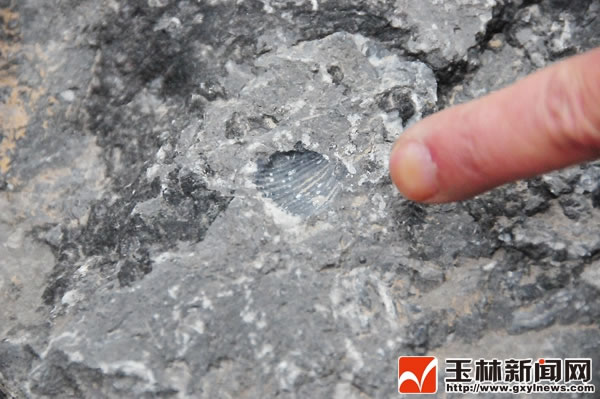 ����ɺ��