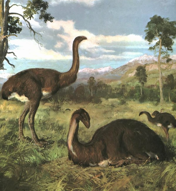 灭绝的新西兰恐鸟的种群在人类到达之前没有携带种群衰退的遗传迹象