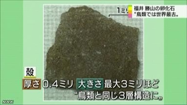 日本福井县立大学恐龙学研究所于1990年在日本福井县胜山市发现的鸟类蛋壳化石