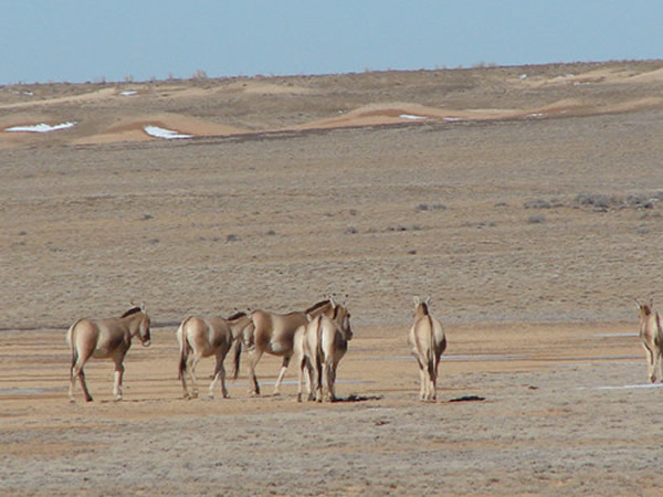 蒙古野驴行为时间分配研究新进展