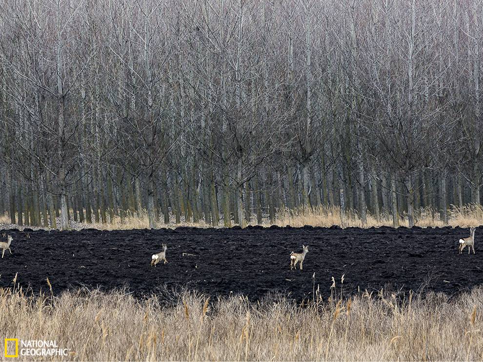 ������ɭ���е�������