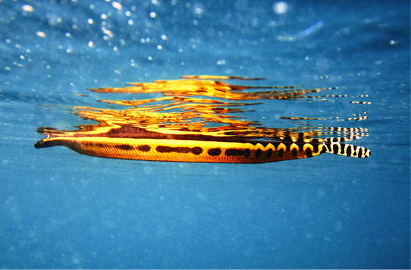 A yellow-bellied sea snake viewed from under water.