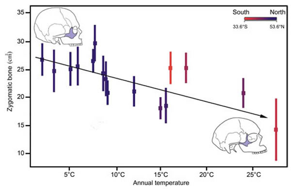 颧骨表面积的纬度分布特点及与温度的关系(潘雷供图)