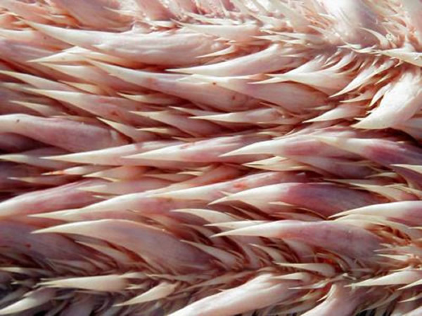 棱皮龟口中满是恐怖的锋利牙齿