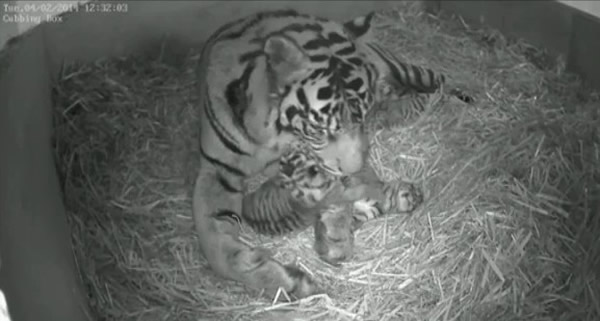 英国伦敦动物园苏门答腊虎顺利产下3只虎宝宝