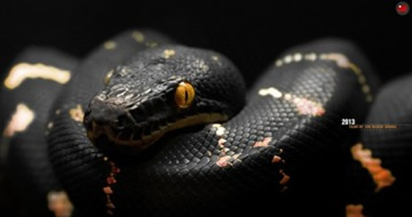 即便被带到数十公里外缅甸蟒也能找到回家的路