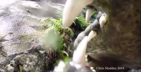 ��������ŭҧ�����