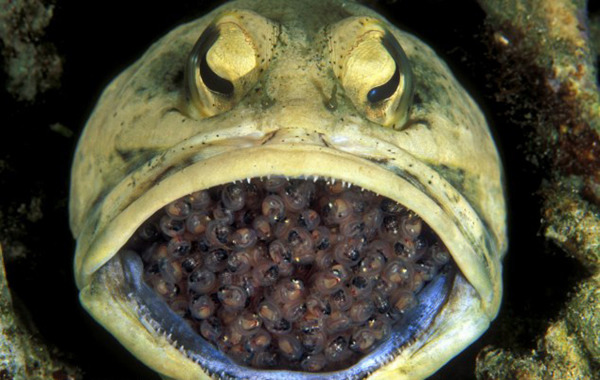 ���Ժ����ں��������ѷ���