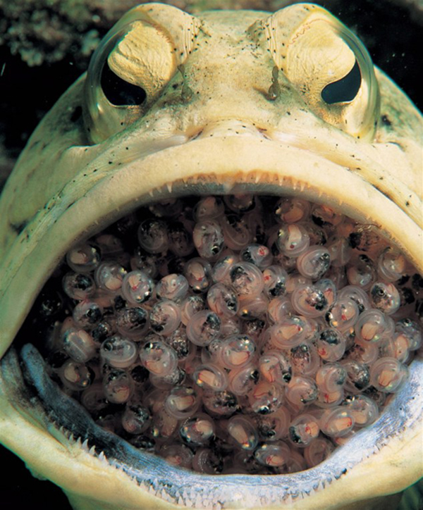 雄性后颚鱼口含数百鱼卵孵化 - 神秘的地球 科