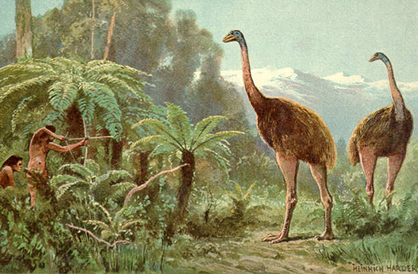 Humans Wiped Out Giant New Zealand Bird