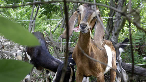 ����С���ɽ����������ص���������ֲ��