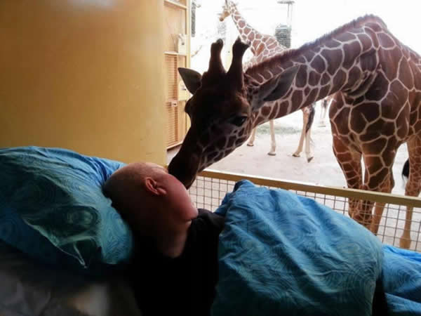 丹麦鹿特丹动物园长颈鹿向一名临终饲养员吻别