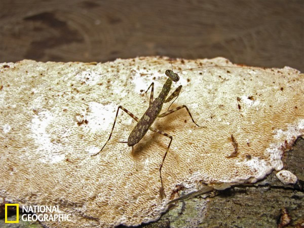 “Liturgusa algorei”螳螂是新发现的螳螂物种之一,发现于秘鲁北部的亚马逊河沿岸。