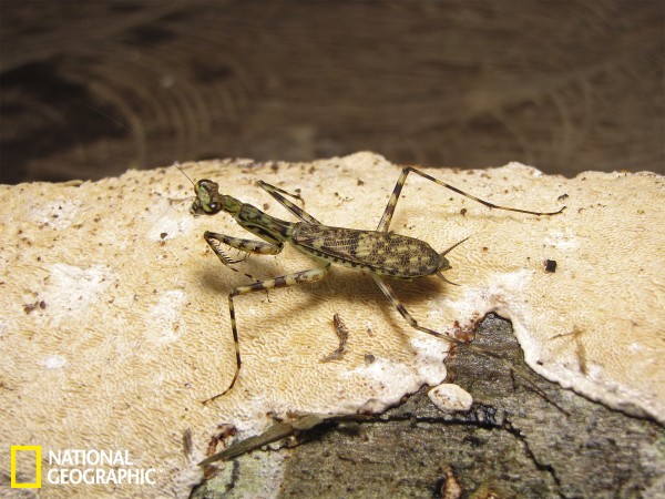 这只雌性“Liturgusa krattorum”螳螂发现于秘鲁北部的亚马逊河沿岸。