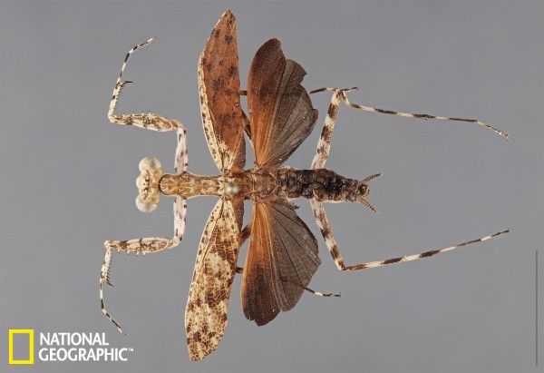 这是一只雄性“Liturgusa tessae”螳螂。