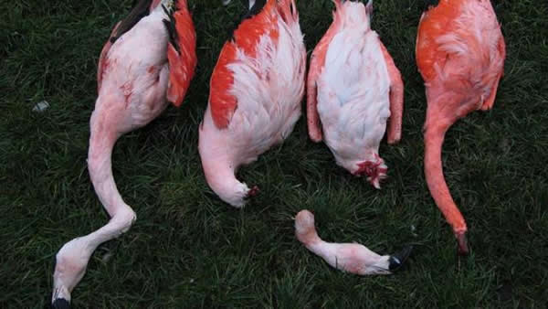 �¹������˸�����԰15ֻ���������ɱ�� ��Ϊ������Ϊ