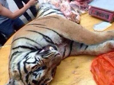 美国将开展世界首次胚胎干细胞疗法临床实验 