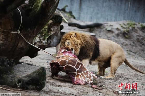 当地时间2014年2月9日,丹麦哥本哈根动物园处死一头名叫“马里乌斯”的年轻雄性长颈鹿,因为欧盟规定不得近亲繁殖。