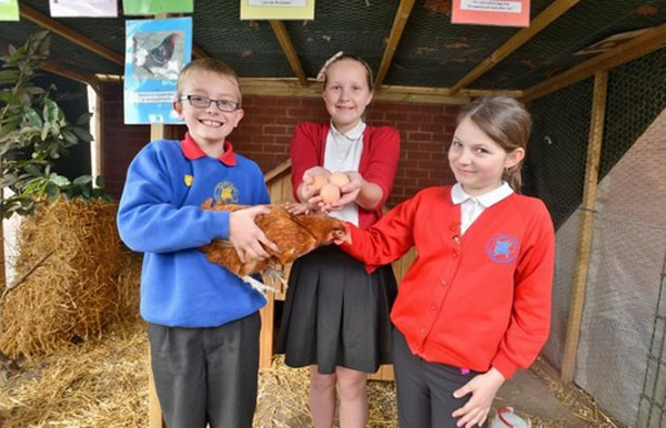 英国一只狐狸溜进鸡舍替母鸡“孵蛋”