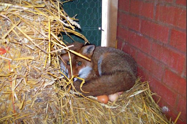 英国一只狐狸溜进鸡舍替母鸡“孵蛋”