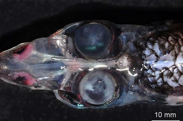 ������������˹������ˮ��1000�״�����һ�����۹��� ӵ��360���Ӿ�