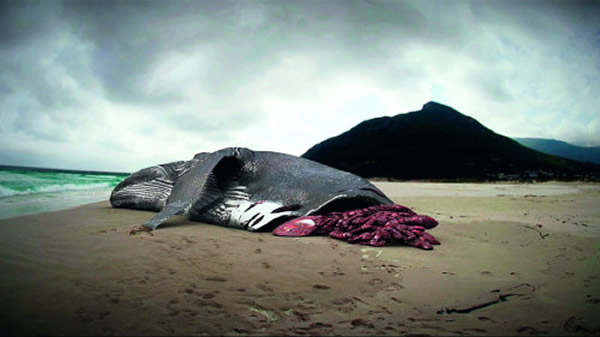巨齿鲨仍在海洋中生存吗