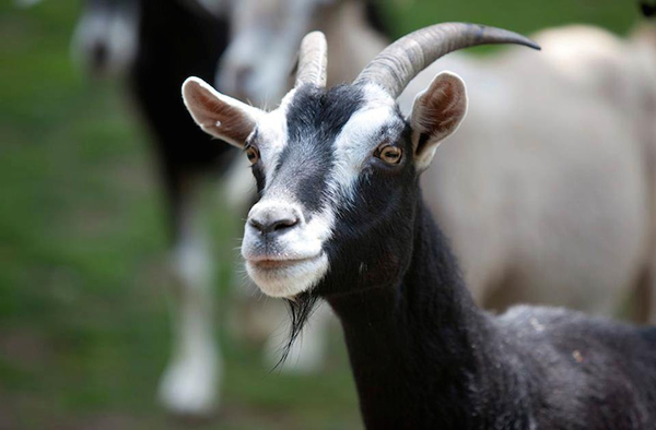 Baaaaa: Goats Are Really Smart