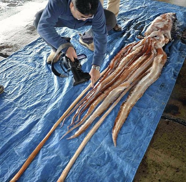 日本新泻县佐渡岛渔民捕获2只完整的大王乌贼