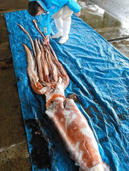 研究人员准备接收鱿鱼用作研究资料