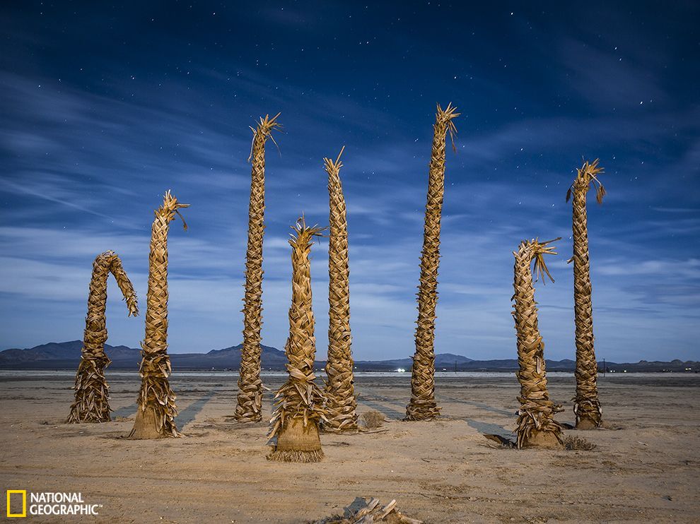 美国加州沙漠地区被遗弃的棕榈树