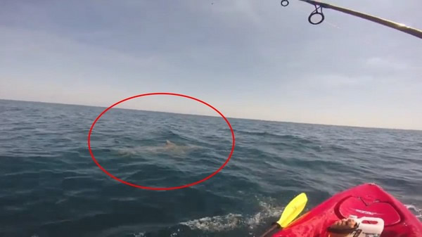 双髻鲨(红圈处)一路带领独木舟往前