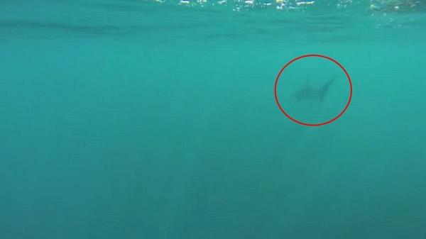 亚当特地将摄影机放进水中拍双髻鲨(红圈处)。