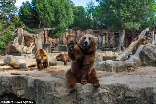 西班牙马德里动物园棕熊向游客挥手原来为了食物