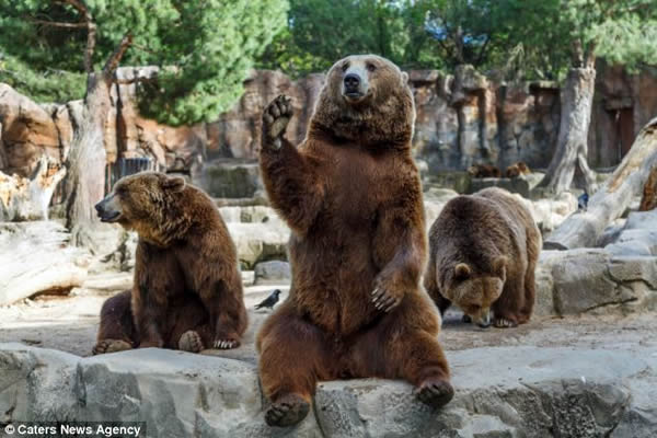 西班牙马德里动物园棕熊向游客挥手原来为了食物