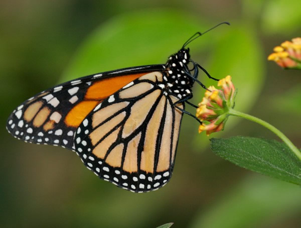 来墨西哥过冬的帝王蝶数量急剧下降