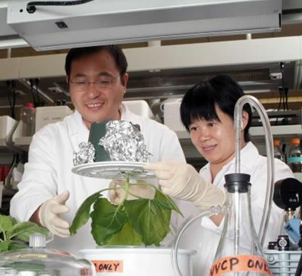 ��Ϊ������̲ݹ���