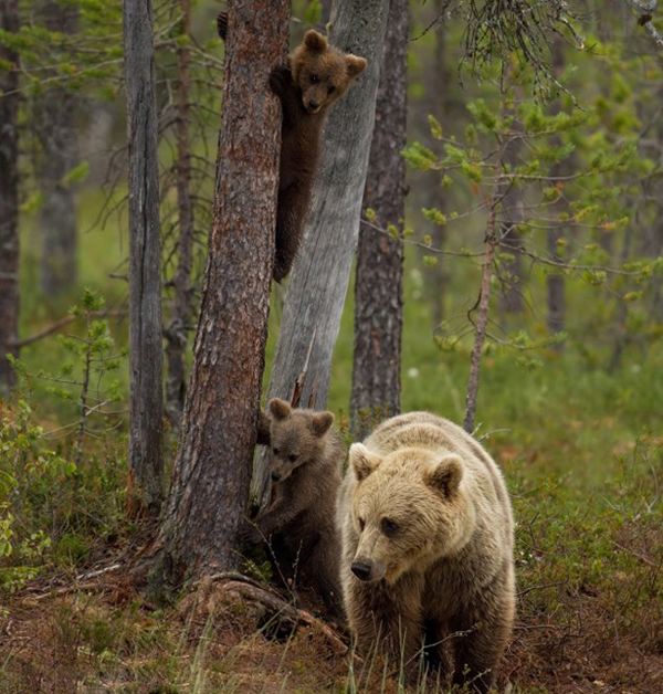 �����������Ľ���ֻ�ܱ�������