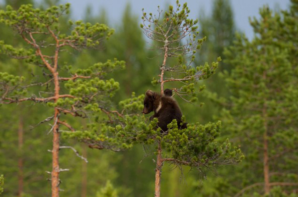 �����������Ľ���ֻ�ܱ�������