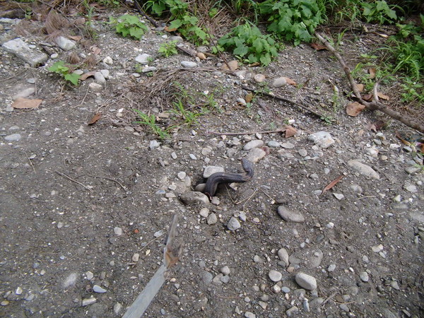 台湾一条眼镜蛇卡在土里动弹不得