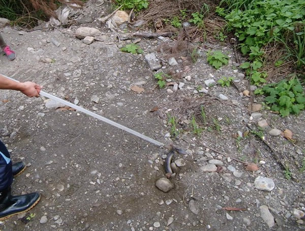 连消防人员都花了一番力气才把眼镜蛇给拉出来