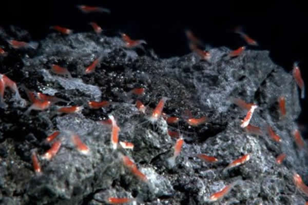 嗜热微生物是一种极端物种，科学家已经在深海热液喷口附近发现了它们的踪影