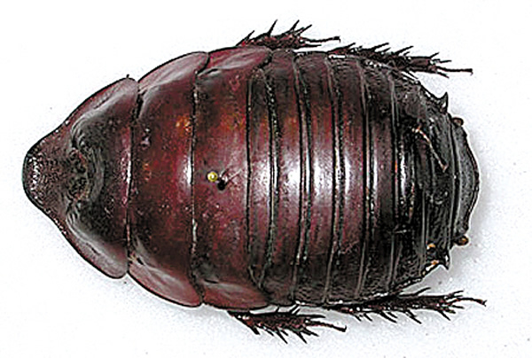 澳洲“犀牛蟑螂”应该是世界上最重的蟑螂,一只成年蟑螂平均重约30克,想打死它可真不是容易的事情