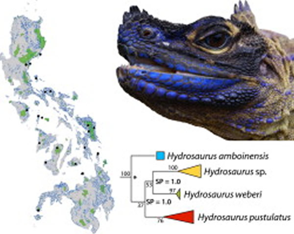 �Ŵ��������������������İ߷����Ƕ���֧ϵ